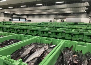 De fleste fisk landes i Nordjylland. Her et foto fra Hanstholm Fiskeauktion. Foto (arkiv): Fiskeri Tidende.