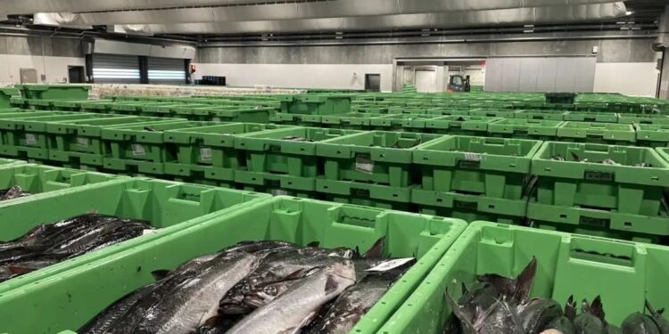 De fleste fisk landes i Nordjylland. Her et foto fra Hanstholm Fiskeauktion. Foto (arkiv): Fiskeri Tidende.