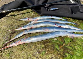 Hornfisk fanget ved stenene nedenfor Hirtshals Fyr. Foto (arkiv): Niels Skipper.