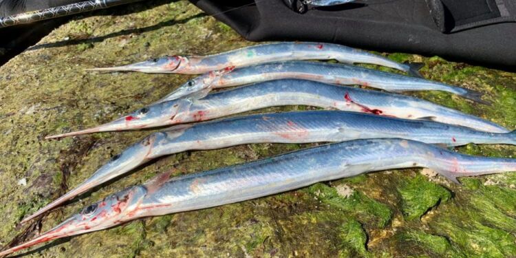 Hornfisk fanget ved stenene nedenfor Hirtshals Fyr. Foto (arkiv): Niels Skipper.