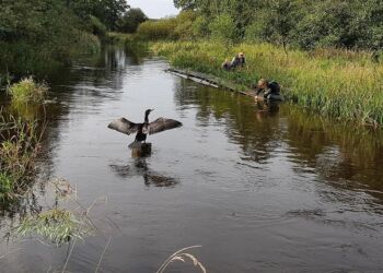 Skarven tager også ferskvandsfisk. Foto: Niels Jepsen.