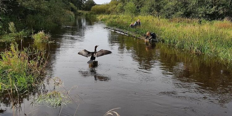 Skarven tager også ferskvandsfisk. Foto: Niels Jepsen.