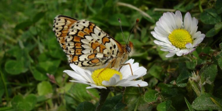 Foto: Naturkommunen.