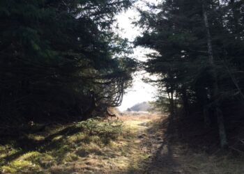 Tornby Klitplantage. Foto (arkiv): Niels Skipper.