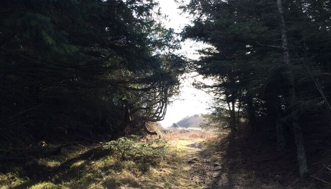 Tornby Klitplantage. Foto (arkiv): Niels Skipper.