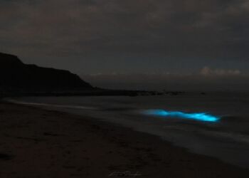 Fluorescerende bølger giver den såkaldte morild. Foto (arkiv): Arturs Pirazkov.