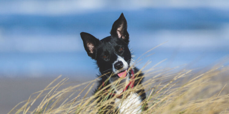 Hund