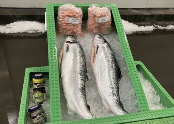 Alt godt fra havet ved turistfiskeauktion hos Lions i Hirtshals. Foto (arkiv): Niels Skipper.