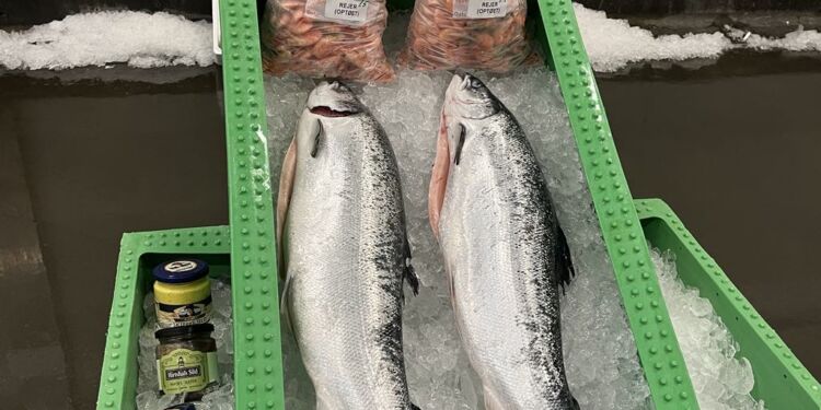 Alt godt fra havet ved turistfiskeauktion hos Lions i Hirtshals. Foto (arkiv): Niels Skipper.