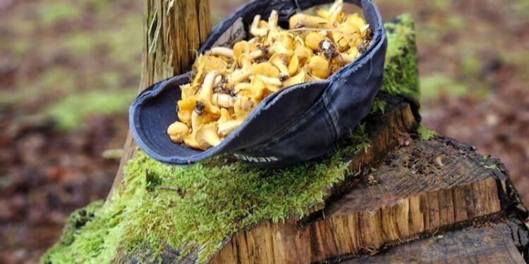 Friskplukkede kantareller fra en af de lokale klitplantager. Foto: Gitte Fra Nordkap.