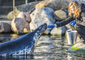 Biolog Kristina Ydesen fodrer sælerne på Nordsøen Oceanarium. Foto: Arkiv.