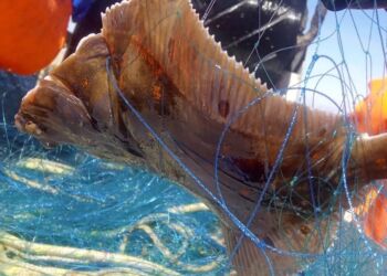 Foto: Esther Savina/DTU Aqua.