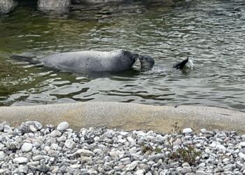 Mor Lina med sælungen, der kom til at hedde Saga. Foto (arkiv): Nordsøen Oceanarium.