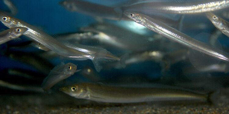 Tobis. Foto: DTU Aqua.