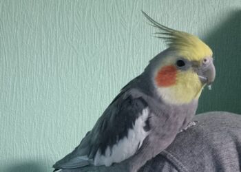 Lili, en nymfeparakit, er fløjet bort fra sit hjem på Østerbro i Hjørring. Privatfoto