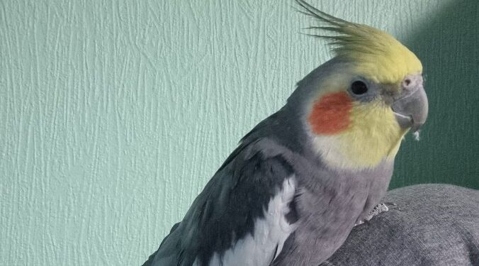 Lili, en nymfeparakit, er fløjet bort fra sit hjem på Østerbro i Hjørring. Privatfoto