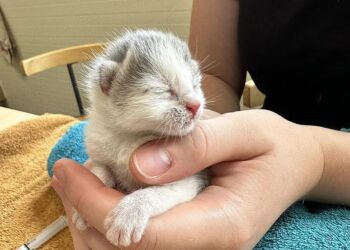 030824 Katte3 774x600