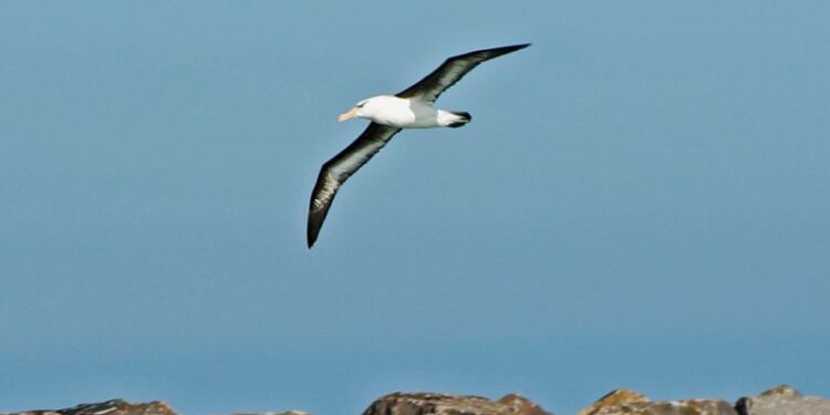Sortbrynet albatros over Hirtshals Havn. Foto: Kurt Prentow.