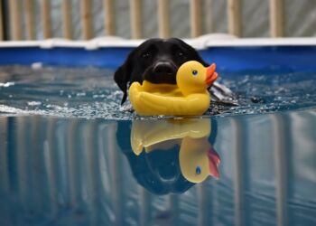 Dagmar i svømmebassinet. Foto: CFD.