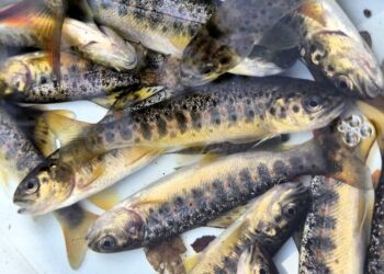 Foto: Liver Å Lystfiskerforening.