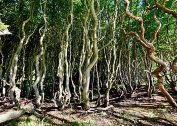 Træer i Rugtved Skov. Foto: Foto: Jakob Kofoed.