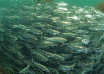 Sildestime. Foto: DB.