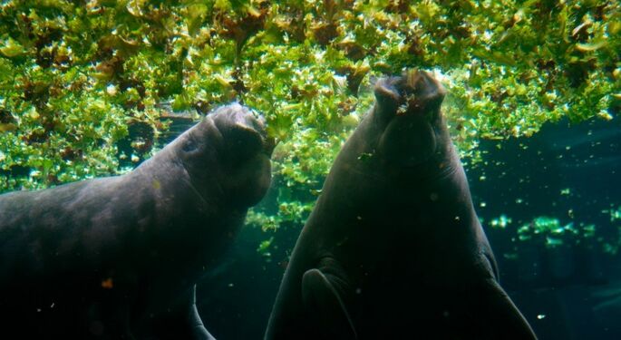 Foto: Nordic Greens og ELS Production ApS.