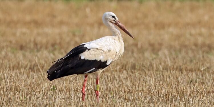 Foto: Hans Henrik Larsen.