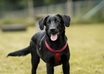 Danskernes hunde står i kø for at blive indleveret på Dyrenes Beskyttelses internater. Organisationen erfarer, at mange familier har høje krav til deres hundes adfærd, men ikke nødvendigvis sætter sig ind i racens behov før anskaffelse. Foto: Dyrenes Beskyttelse.