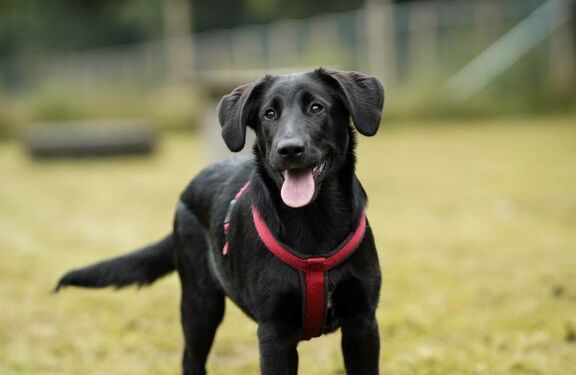 Danskernes hunde står i kø for at blive indleveret på Dyrenes Beskyttelses internater. Organisationen erfarer, at mange familier har høje krav til deres hundes adfærd, men ikke nødvendigvis sætter sig ind i racens behov før anskaffelse. Foto: Dyrenes Beskyttelse.