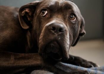 Foto: Dyrenes Beskyttelse.