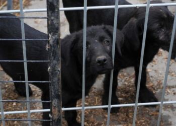 Det kan blive sværere at efterforske sager om kenneler med hold af hvalpe under dårlige forhold og skamavl på tæver , hvis de dyrevelfærdsenhederne hos politiet lukkes ned og sagerne skal løftes af de lokale politikredse. Foto: Dyrenes Beskyttelse.