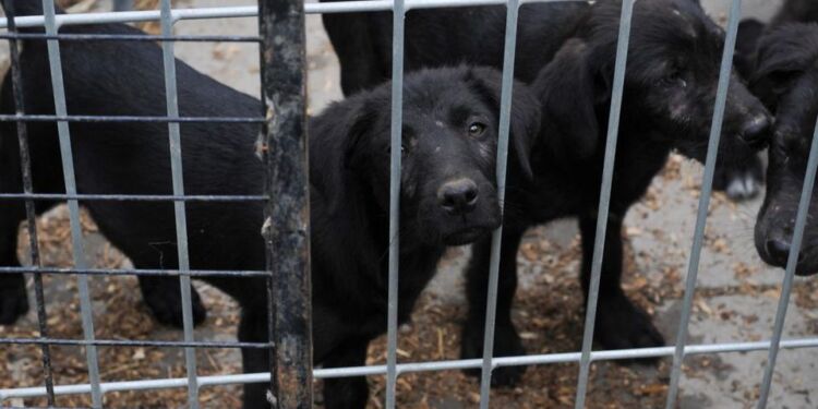 Det kan blive sværere at efterforske sager om kenneler med hold af hvalpe under dårlige forhold og skamavl på tæver , hvis de dyrevelfærdsenhederne hos politiet lukkes ned og sagerne skal løftes af de lokale politikredse. Foto: Dyrenes Beskyttelse.