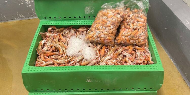 Jomfruhummere. Foto: Fiskeri Tidende.