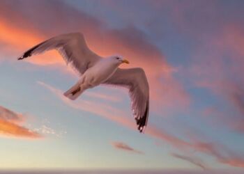 En måge der flyver til havs... Foto: Pixabay.