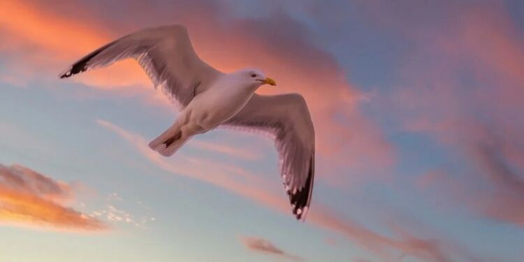En måge der flyver til havs... Foto: Pixabay.
