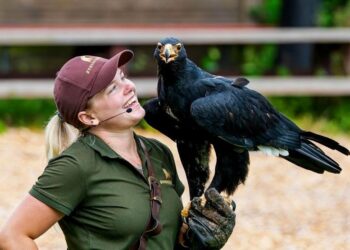 Falkoneren Mette. Foto: Ørnereservatet.