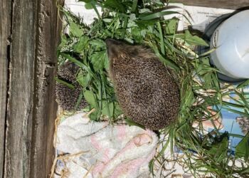 Foto: Dyrenes Beskyttelse.