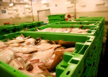 Foto: Fiskeri Tidende.