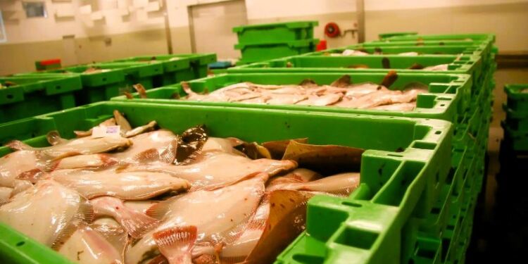 Foto: Fiskeri Tidende.