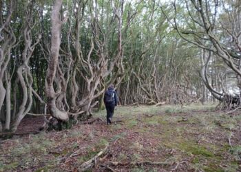 Rugtved Skov. Foto: Hjørring Bibliotekerne.