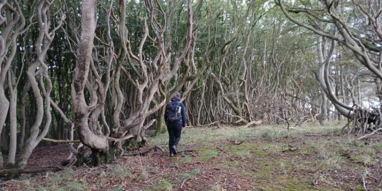 Rugtved Skov. Foto: Hjørring Bibliotekerne.