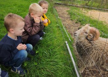 Børnehaven Kollegieparken på tur til Klokkerholm Dyrepark