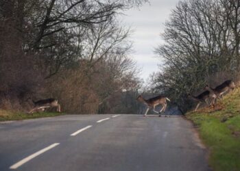 Hjorte, der krydser vejen, er langt fra et særsyn i efterårsmånederne. Foto: Asger Thielsen/Dyrenes Beskyttelse.