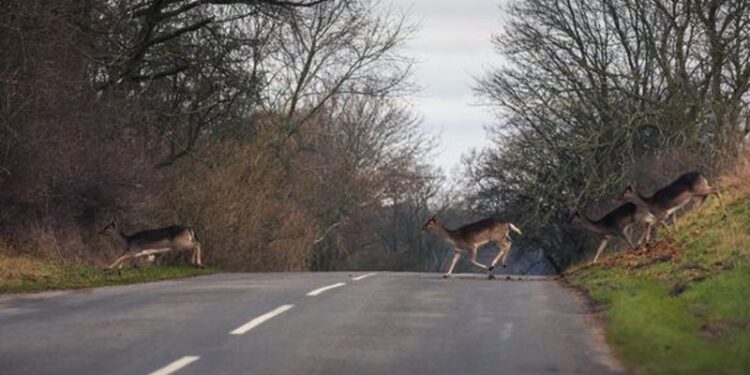 Hjorte, der krydser vejen, er langt fra et særsyn i efterårsmånederne. Foto: Asger Thielsen/Dyrenes Beskyttelse.