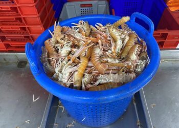 Foto: Fiskeri Tidende.