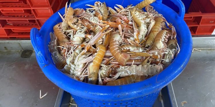 Foto: Fiskeri Tidende.