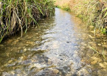 Rent vand over den fineste gydebanke i Hundelev Å.