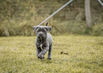 Her ses hvalpen, Trine, lige inden hun flyttede ud til sit nye hjem.