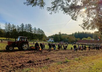 Kartoffeldag ved Landskabs- og Landbrugsmuseet i Mosbjerg. Foto: Hans Ole Høst.